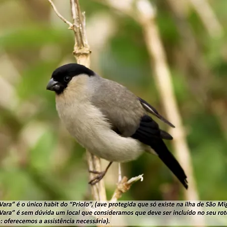 Cantinho Da Ilha Hébergement de vacances